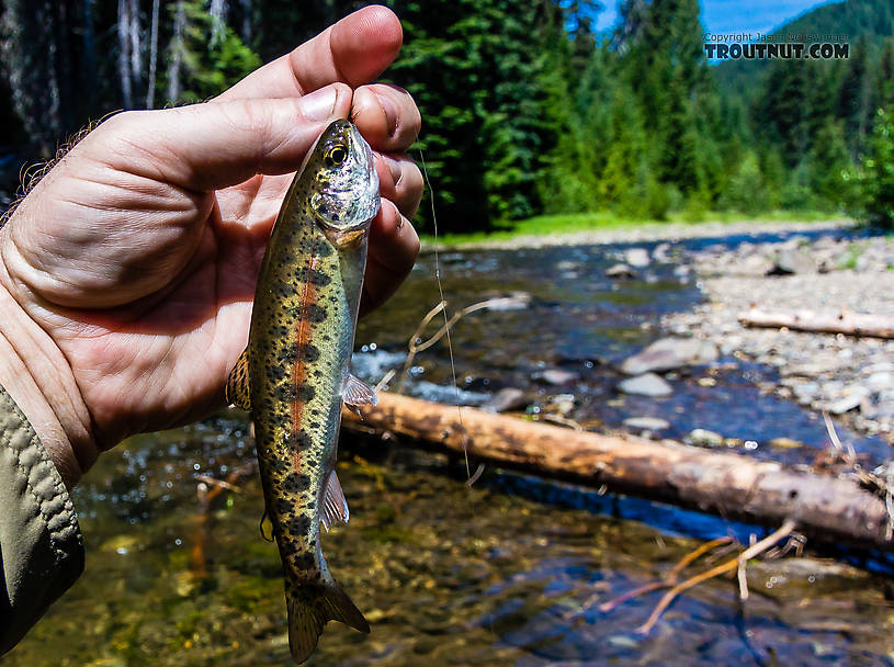 Beautiful example of a Columbia River Redband trout (Oncorhynchus mykiss gairdneri), a type of rainbow. From the Little Naches River in Washington.