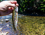 A nicely-colored example of the Columbia River Redband rainbow trout subspecies, Oncorhynchus mykiss gairdneri. From the Little Naches River in Washington.