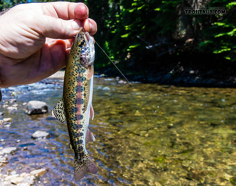 A nicely-colored example of the Columbia River Redband rainbow trout subspecies, Oncorhynchus mykiss gairdneri. From the Little Naches River in Washington.