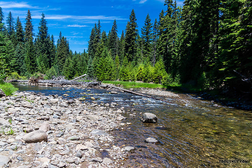  From the Little Naches River in Washington.