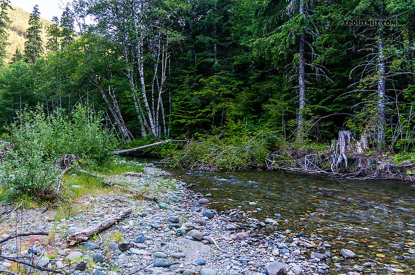  From Huckleberry Creek in Washington.