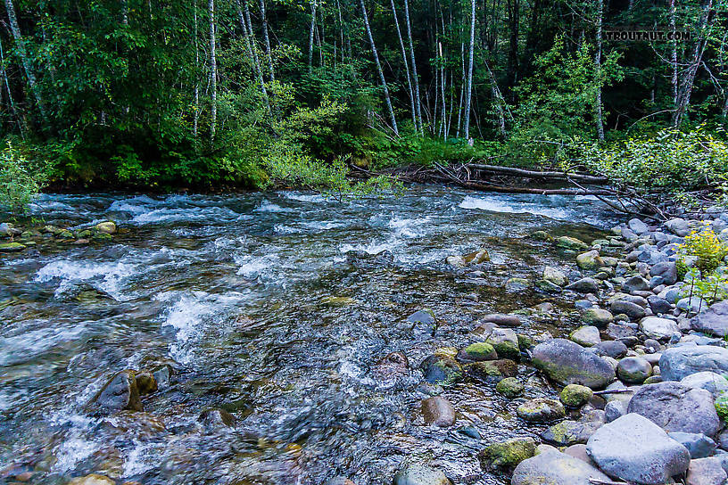  From Huckleberry Creek in Washington.