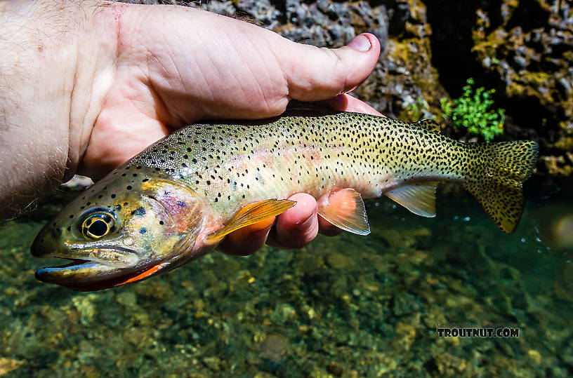 So far I've only really chased Westslope Cutthroat in small streams. Two fish around 11-12" from this stream were my biggest yet. The other one squirmed away from my gentle grip before I could get a photo. From Mystery Creek # 211 in Washington.