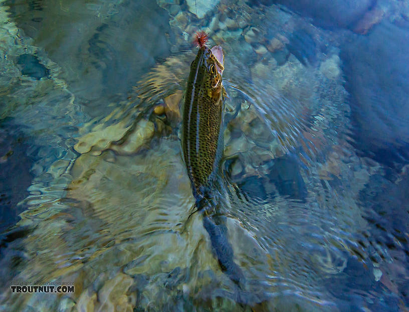  From the Middle Fork Snoqualmie River in Washington.