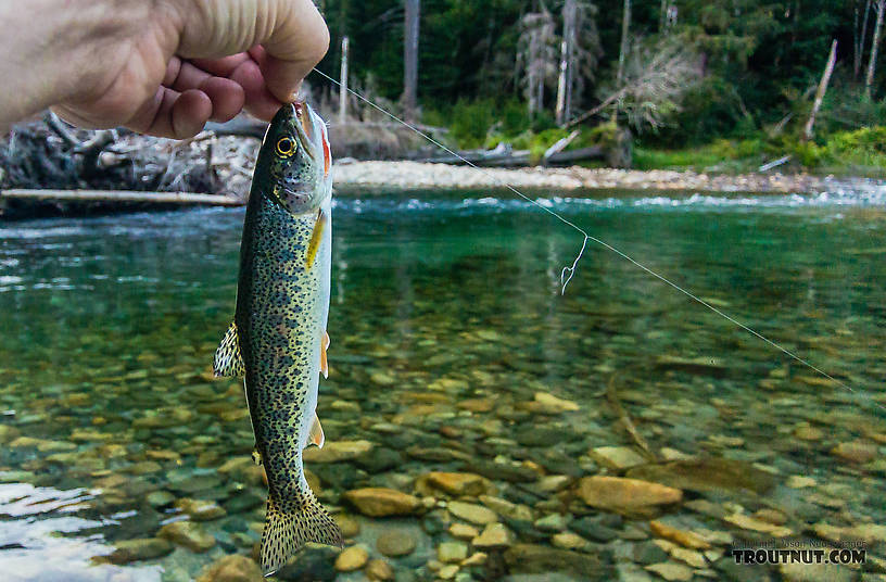  From the Middle Fork Snoqualmie River in Washington.