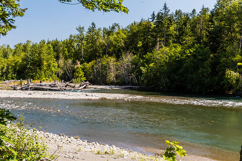  From the Elwha River in Washington.