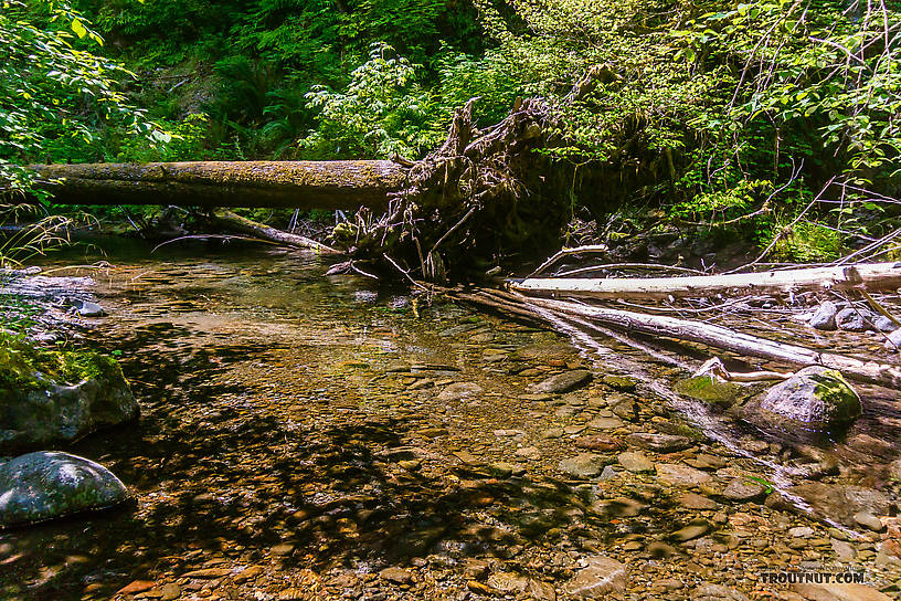  From Barnes Creek in Washington.