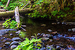  From Barnes Creek in Washington.