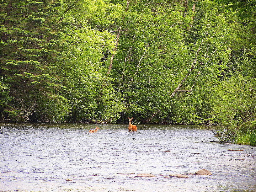 A whitetail fawn struggles through strong current to return to its mother.  It lost its footing a couple times, and I thought for a moment it was going to wash down to me. From the Namekagon River in Wisconsin.