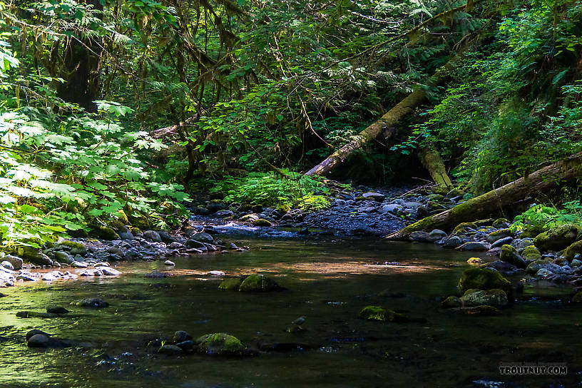  From Barnes Creek in Washington.