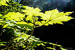  From Barnes Creek in Washington.