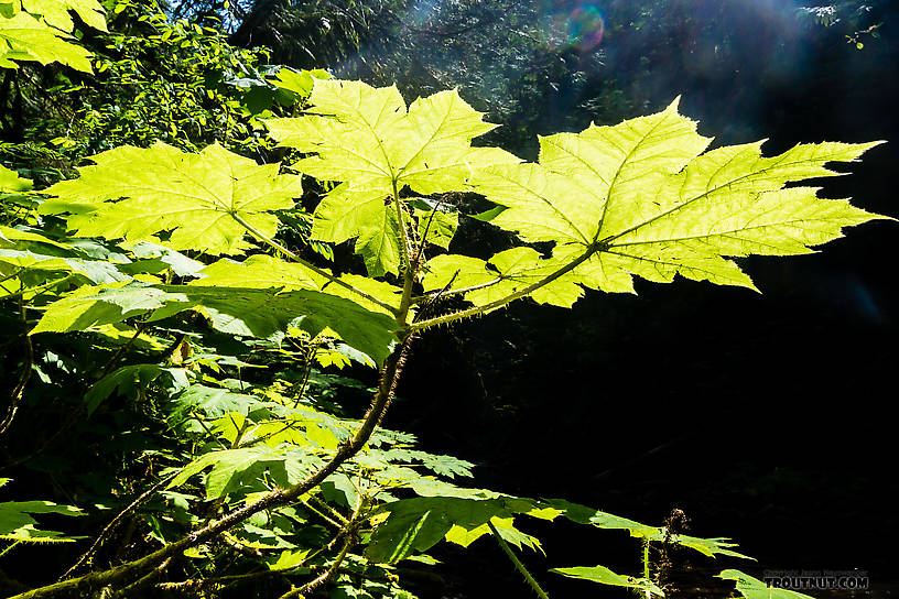  From Barnes Creek in Washington.