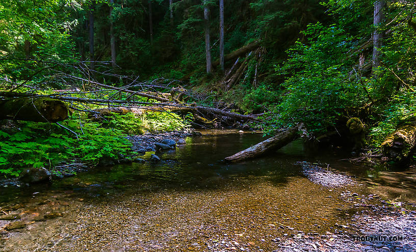  From Barnes Creek in Washington.