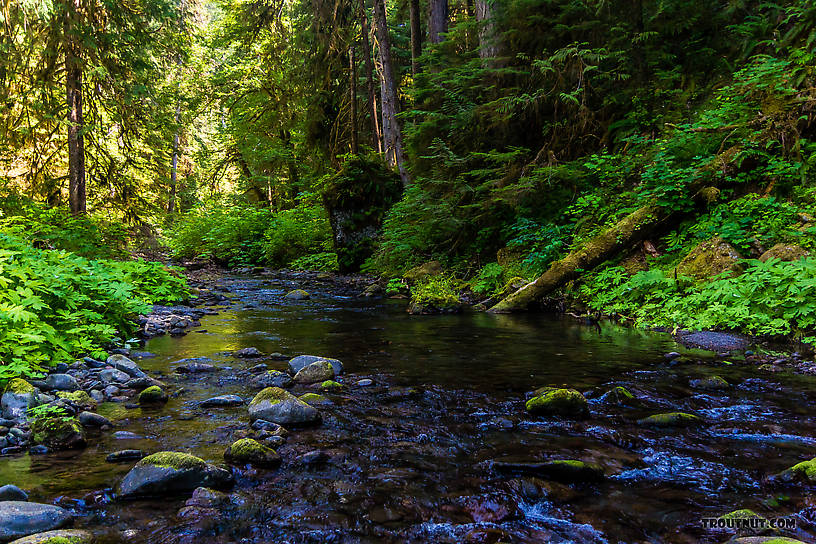  From Barnes Creek in Washington.