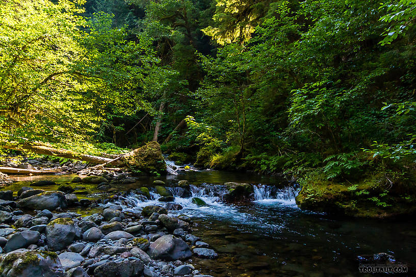  From Barnes Creek in Washington.