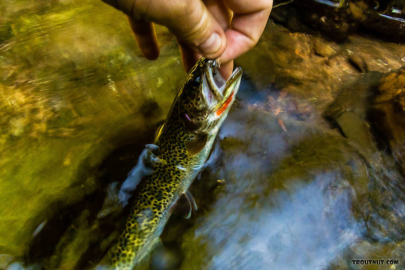  From Barnes Creek in Washington.