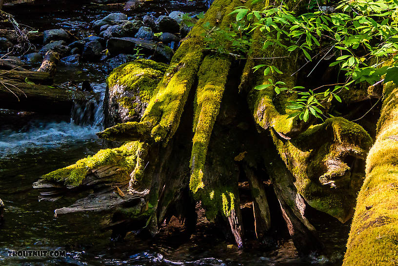  From Barnes Creek in Washington.