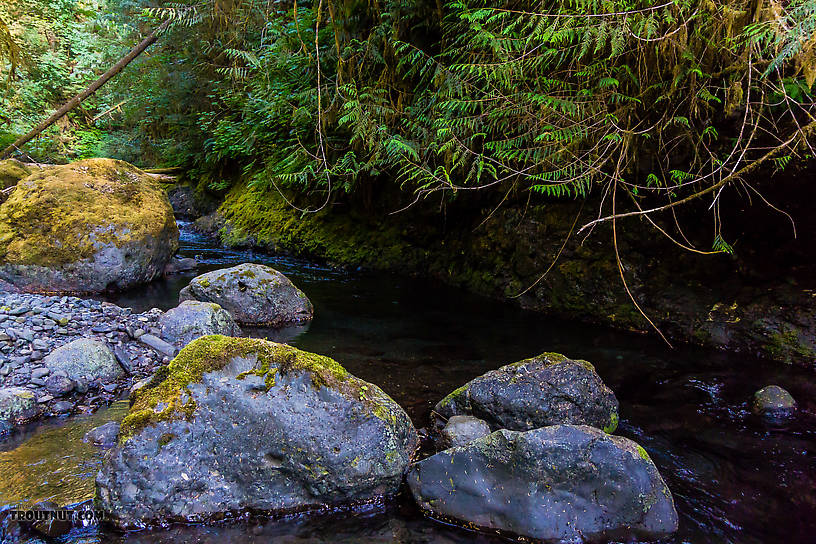  From Barnes Creek in Washington.