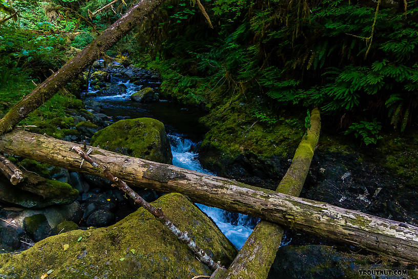  From Barnes Creek in Washington.