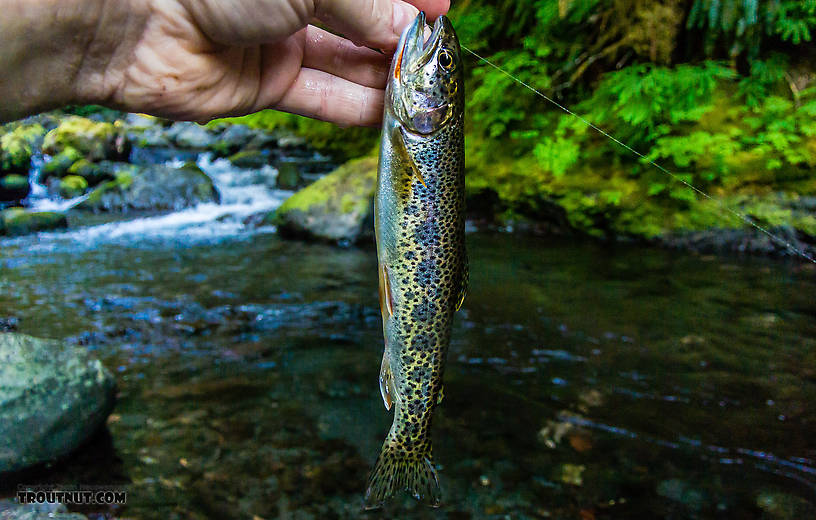 Pretty little Crescenti Cutthroat x Beardslee Rainbow cutbow. From Barnes Creek in Washington.