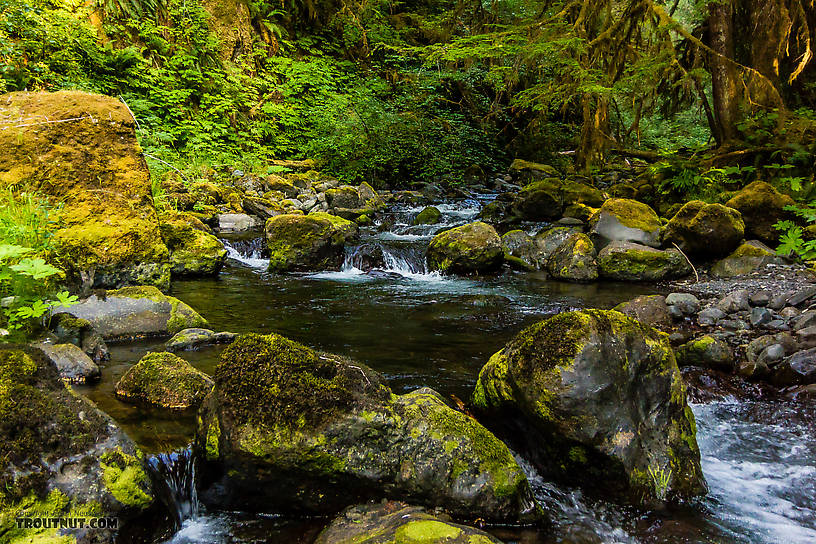  From Barnes Creek in Washington.