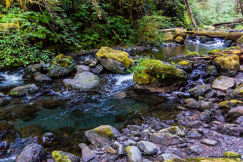  From Barnes Creek in Washington.