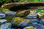 Interesting balancing act From Barnes Creek in Washington.