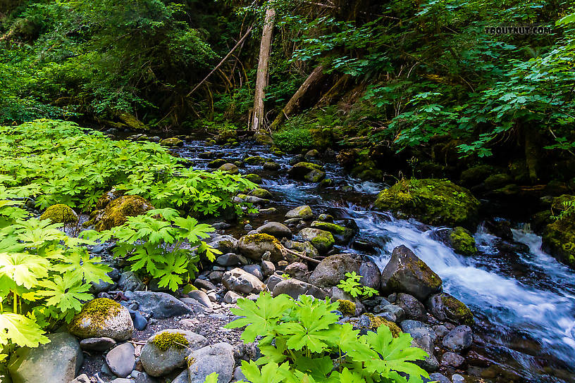  From Barnes Creek in Washington.