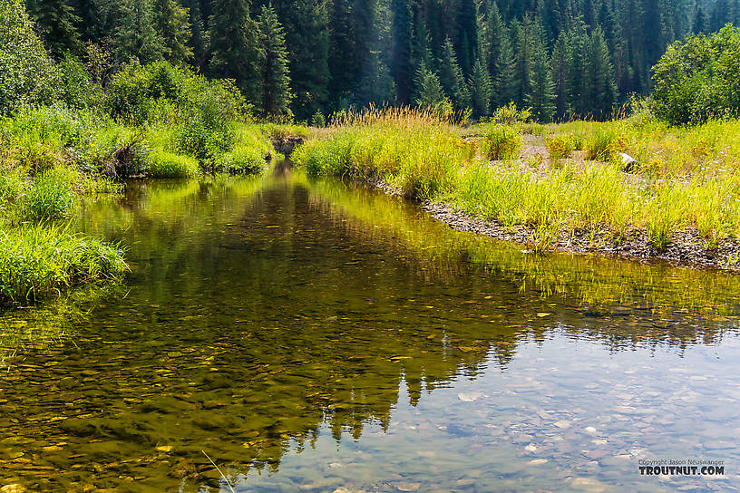  From Tepee Creek in Idaho.