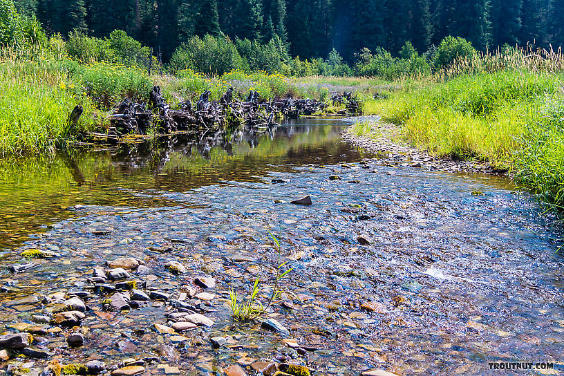  From Tepee Creek in Idaho.