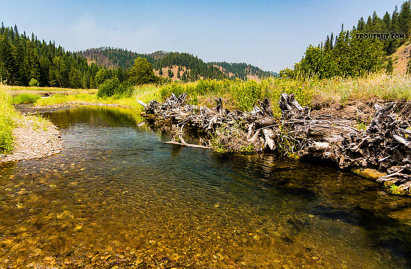  From Tepee Creek in Idaho.