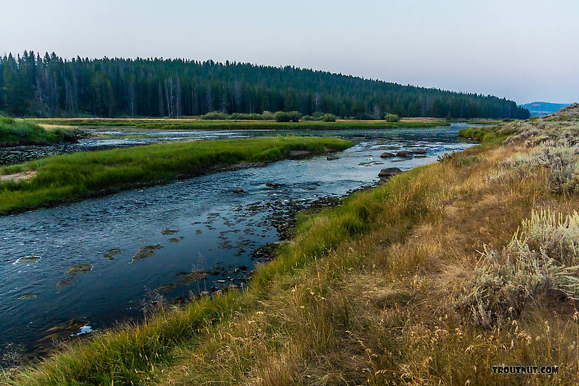  From the Big Hole River in Montana.