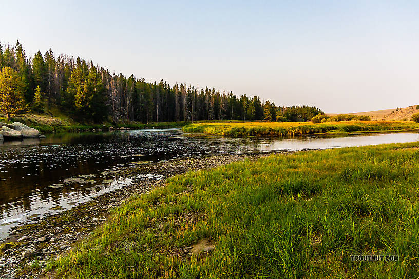  From the Big Hole River in Montana.