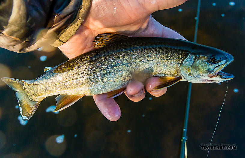  From the Big Hole River in Montana.