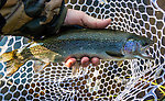  From the Big Hole River in Montana.