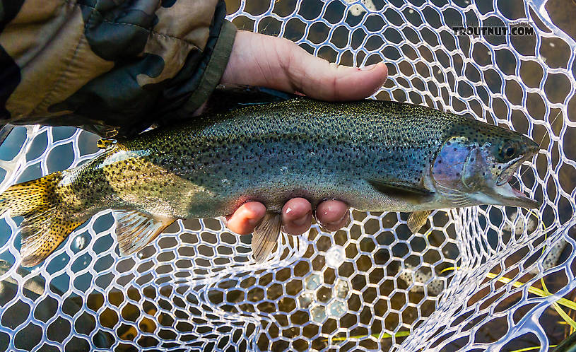  From the Big Hole River in Montana.