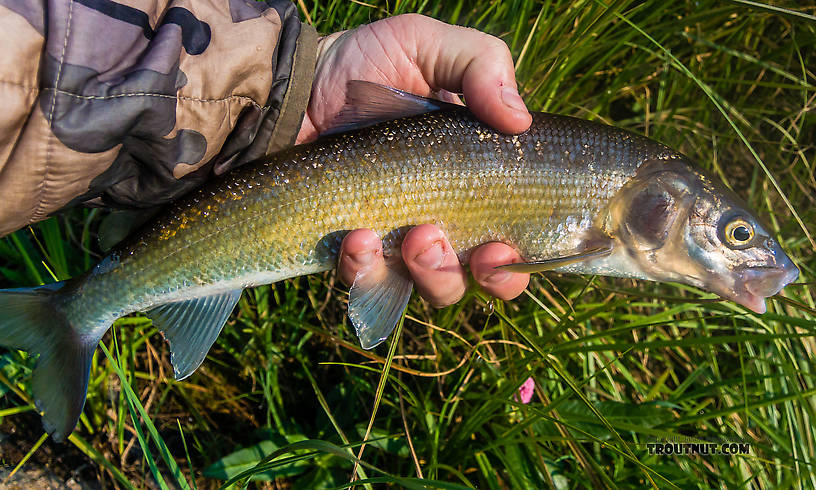 My first Mountain Whitefish. From the Big Hole River in Montana.