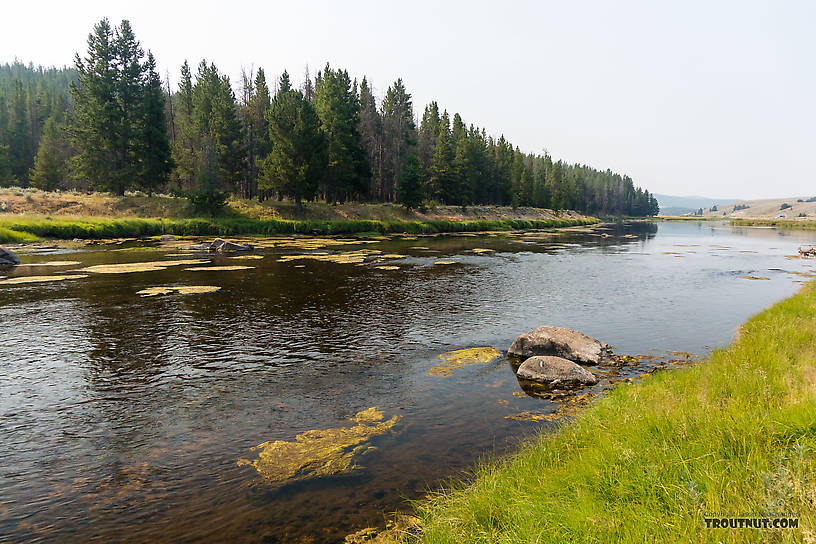  From the Big Hole River in Montana.