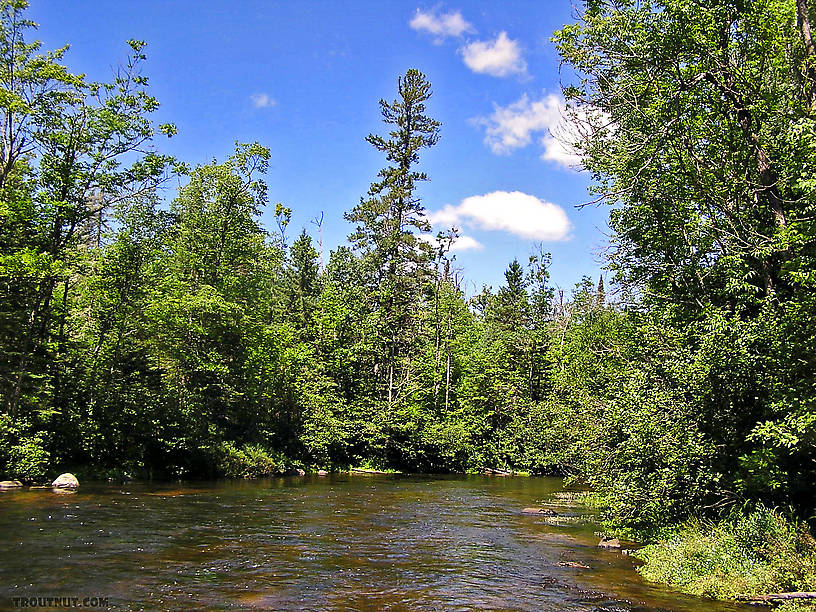  From the Bois Brule River in Wisconsin.