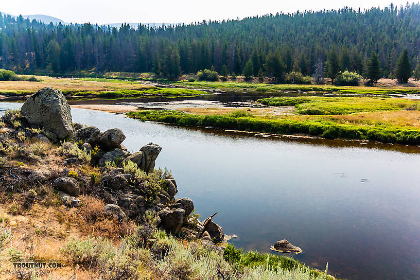  From the Big Hole River in Montana.