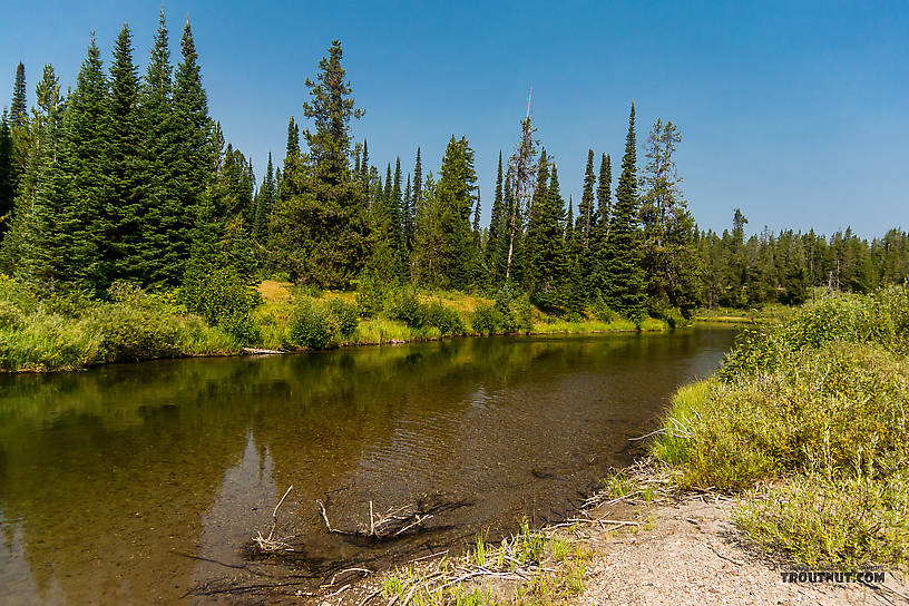  From the Mystery Creek # 217 in Wyoming.