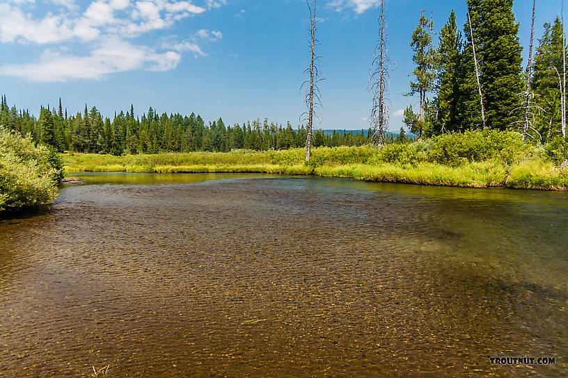  From the Mystery Creek # 217 in Wyoming.