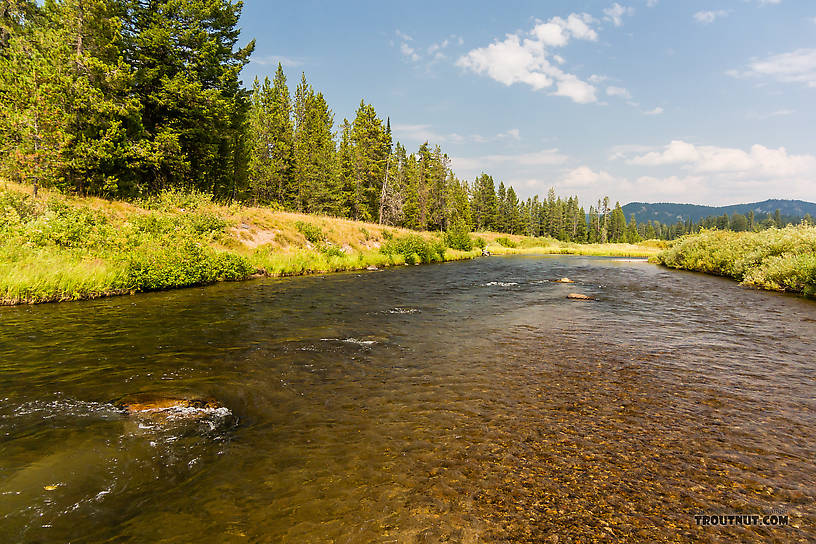  From the Mystery Creek # 217 in Wyoming.