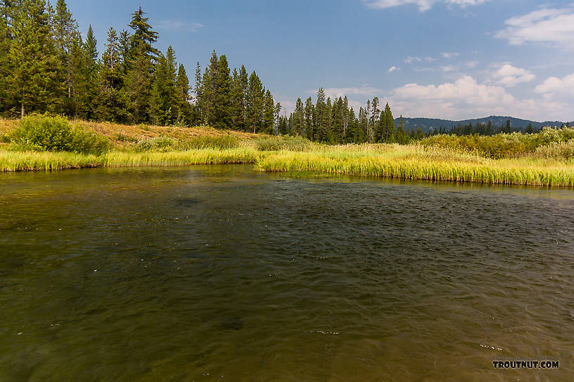  From the Mystery Creek # 217 in Wyoming.