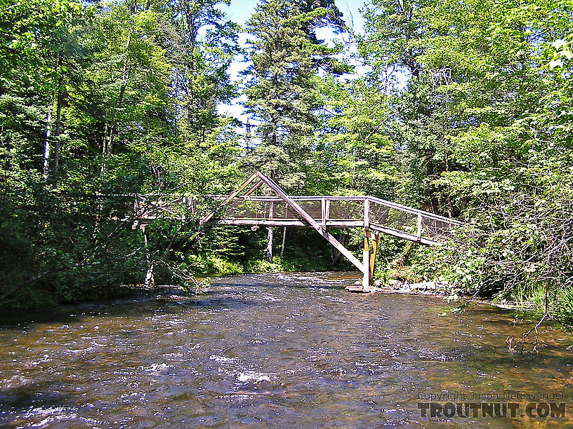  From the Bois Brule River in Wisconsin.