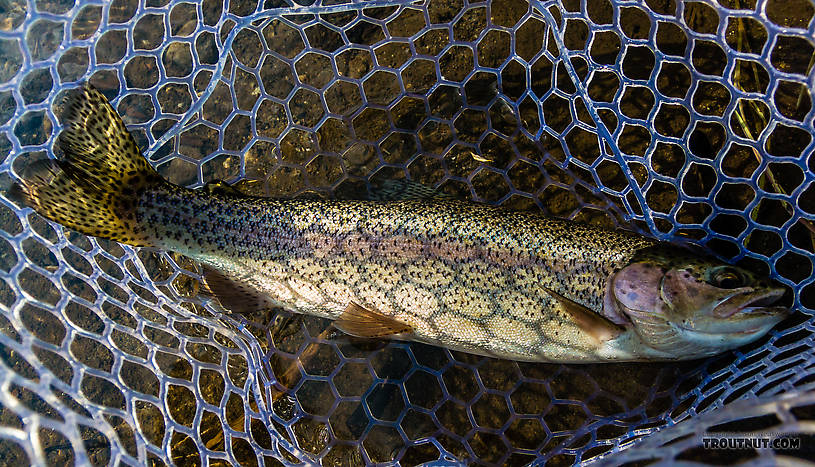  From the Mystery Creek # 217 in Wyoming.