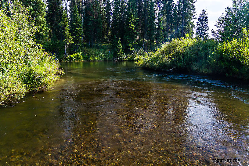  From the Mystery Creek # 217 in Wyoming.