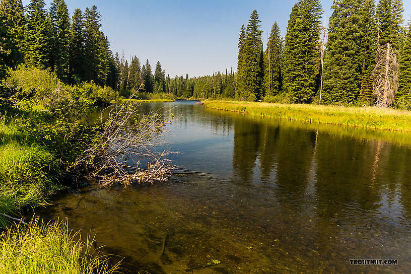  From the Mystery Creek # 217 in Wyoming.