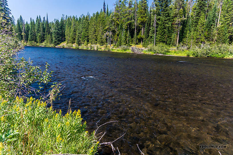  From the Mystery Creek # 217 in Wyoming.