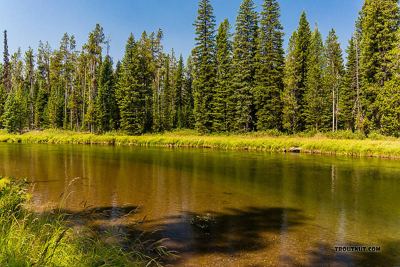 Inviting pool on a sizable river in the Yellowstone backcountry From the Mystery Creek # 217 in Wyoming.